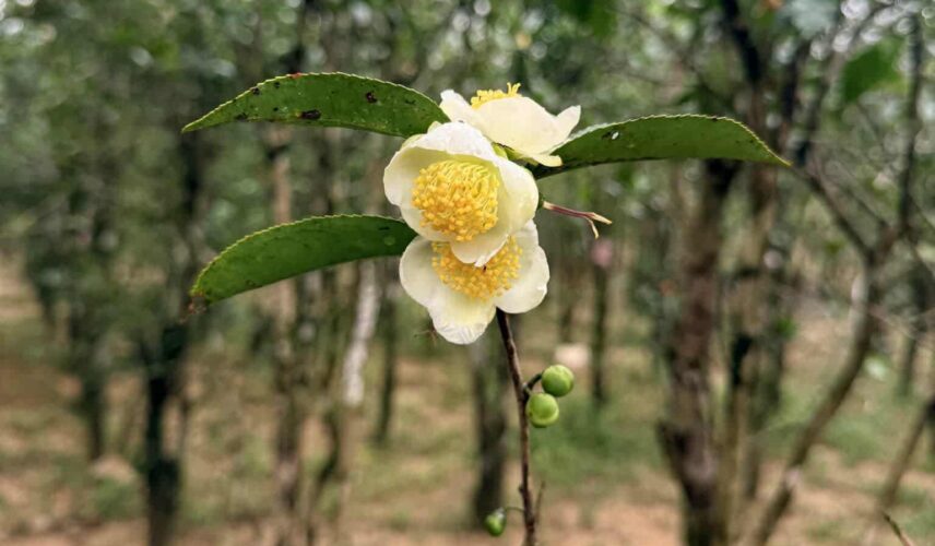 598601113_940518355163993_2473417434437862477_n