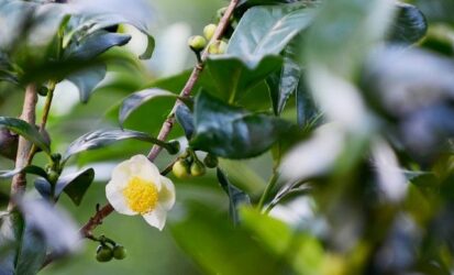 Khamphahue_san-vat-phu-loc_Che-Truoi-hue